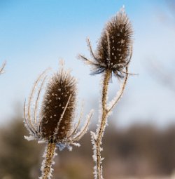 02 10-Feb-13 09-08-57 D300 019